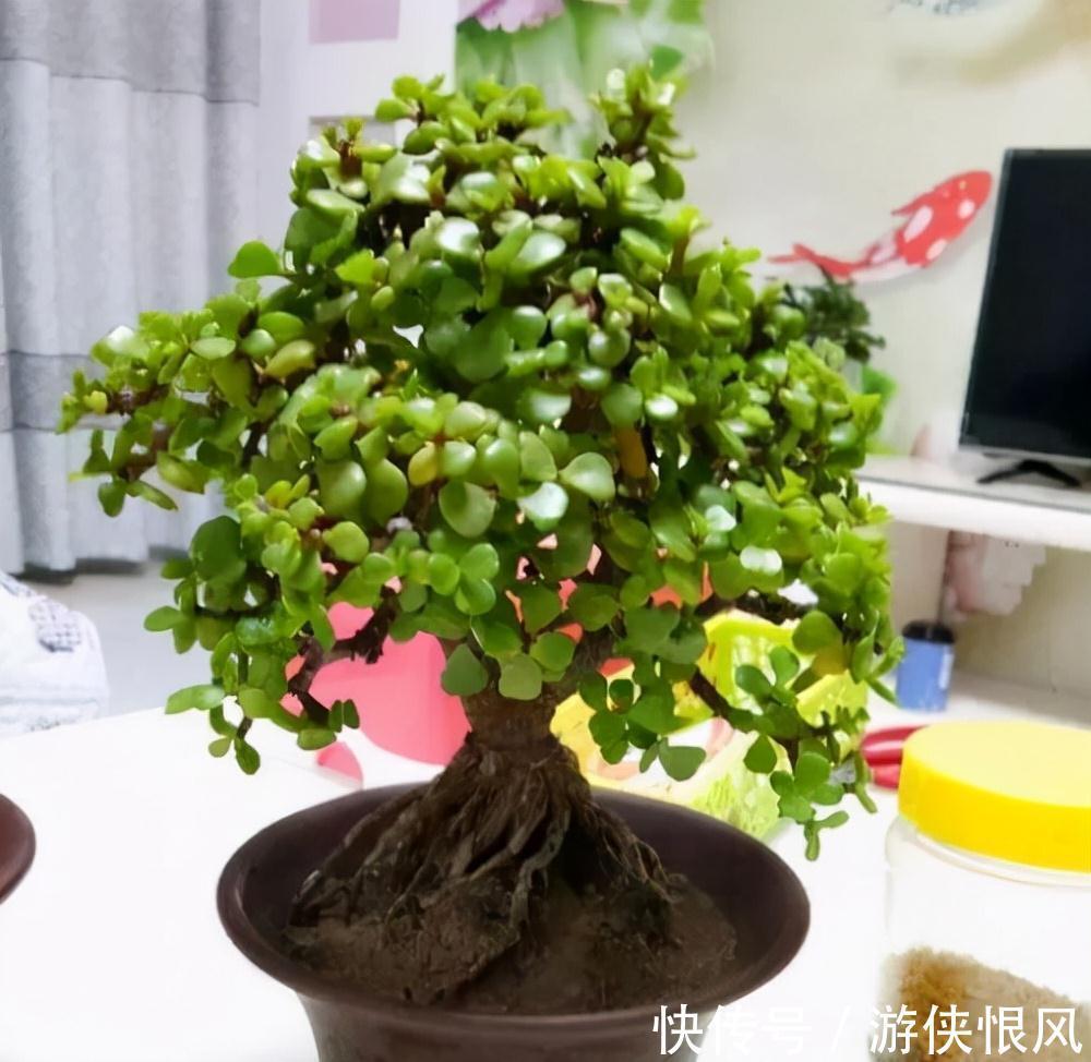 有机肥|金枝玉叶有6怕,难怪叶片哗哗掉,避开枝叶紧凑,二三年成老桩