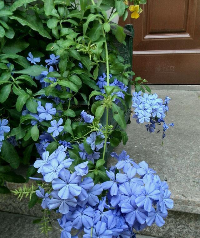 想要窗台美美哒，8种花草养起来，一晒就开花