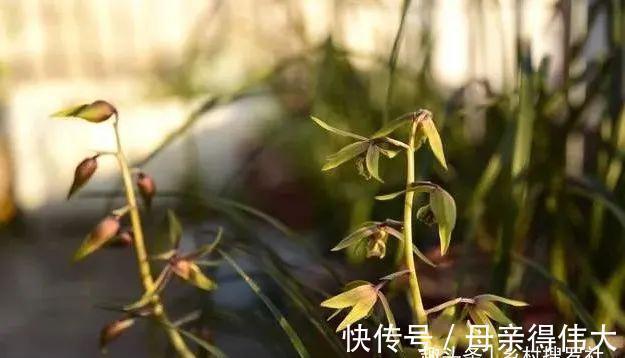 用它养兰花,一肥三效:促根、延长花期、改善水质,好多人不知道