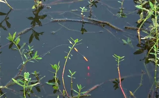 障碍物|冬季钓鱼，气温越低越要用这种钓法，大板鲫连竿，钓友都抢不过你