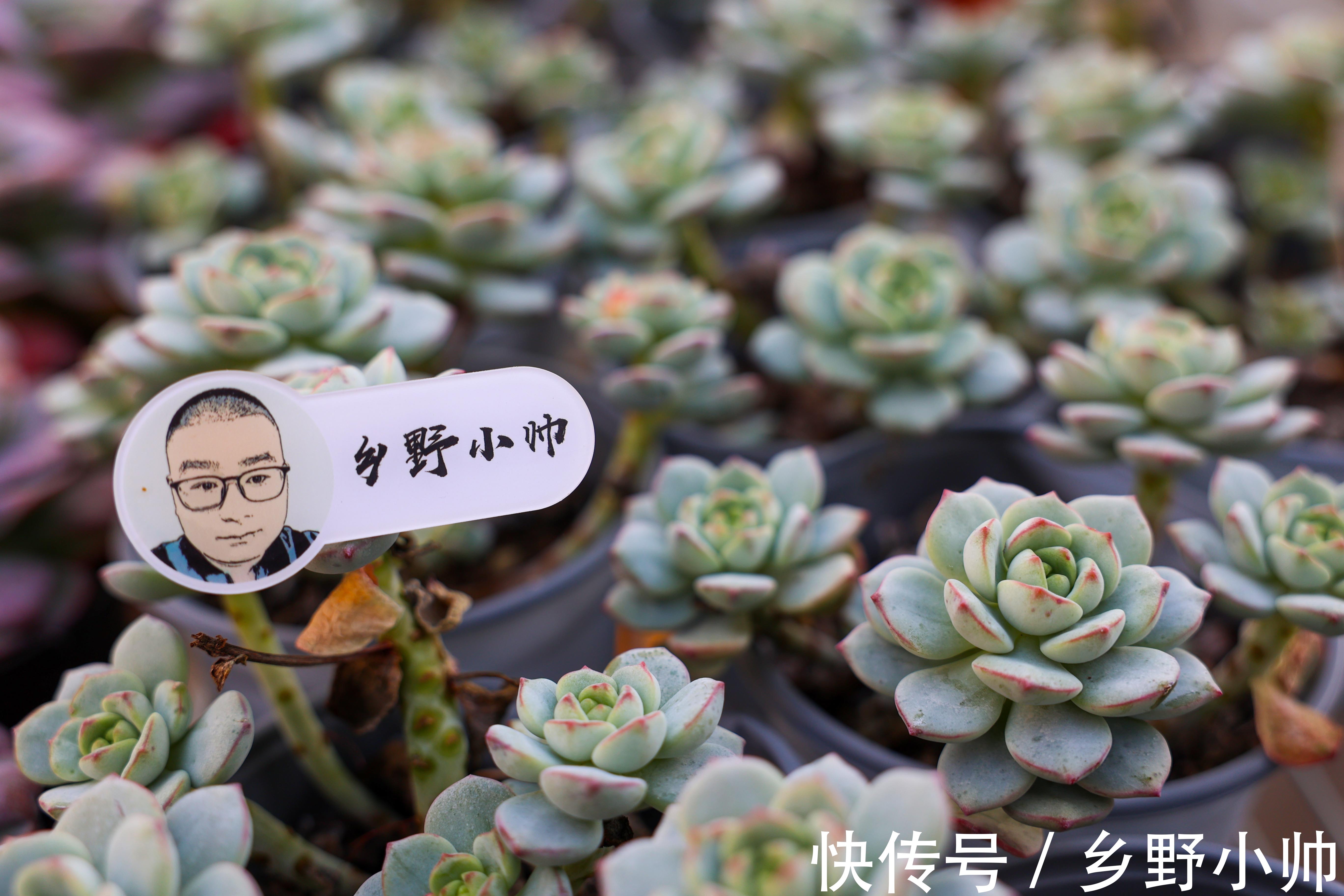 买回来的多肉，我不修根直接上盆行不行？并不是这样