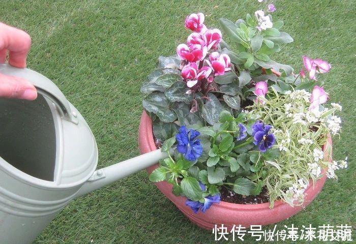 盆栽|养花不会浇水,家里再多花也会被糟蹋,新手盆栽浇水指南