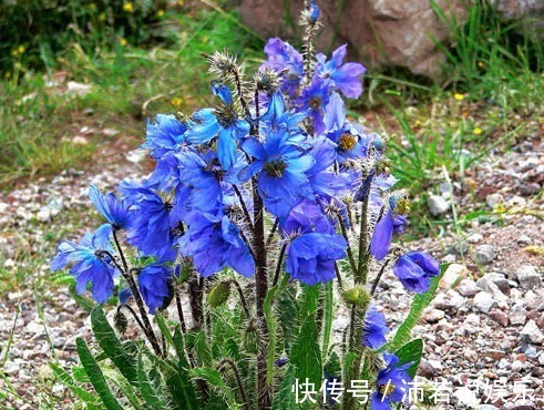 这5种花你可能一辈子都没见过,见过一种算你厉害!