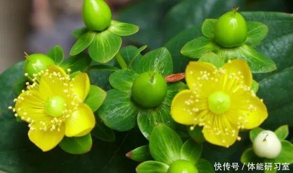 秋天的院子，养点喜欢的花，乐得自在！