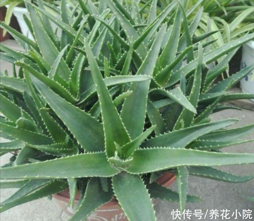 红豆杉|5种植物,能净化空气,养在室内美观大方
