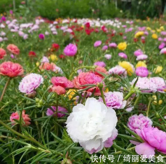 养花技巧:粗生粗养也能四季开花!少养1种都觉得亏了