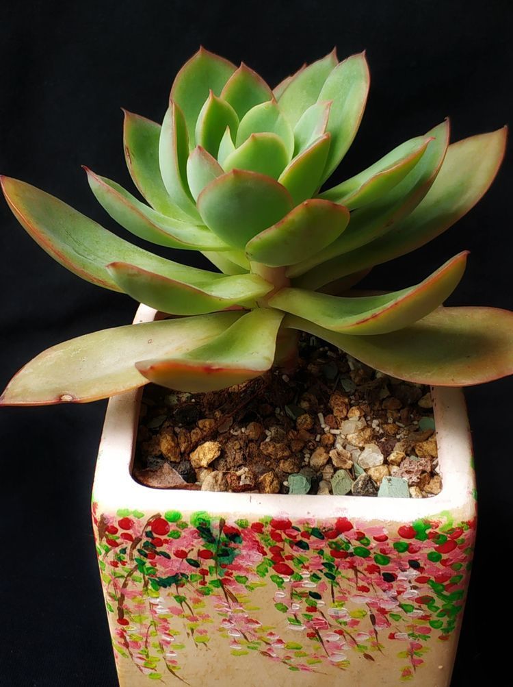 成长|与多肉一起走过的日子,见证多肉的成长过程!