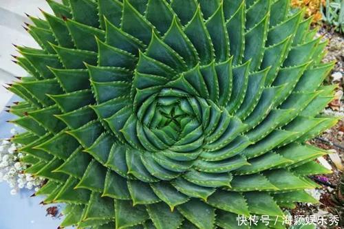 1盆芦荟1万2,你见过?一活就是50年,花友:值这个价格