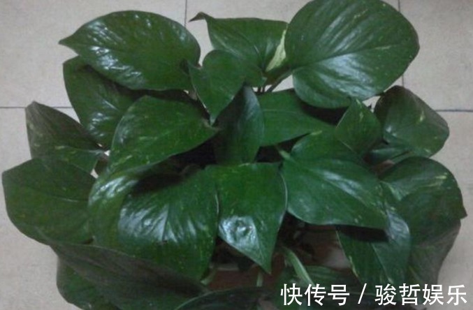 绿萝|这药片2元钱买100片,1个月后叶子疯长,大白根窜满盆!