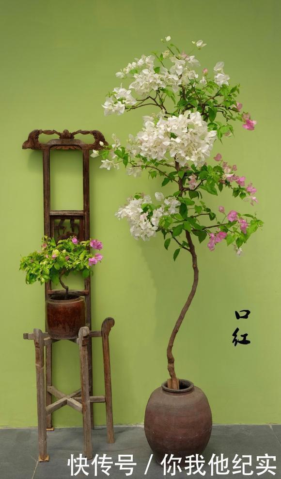 满树|给我一个院子,我一定养好多三角梅,四季繁花满树!