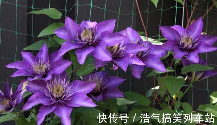 光照|想不想铁线莲春天开爆花?学会3点,轻轻松松开爆盆