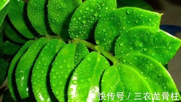 浇水|金钱树怎么养才茂盛的四个小技巧