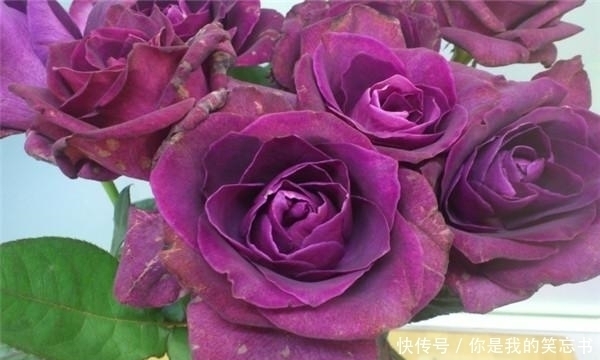 酒红色|月季紫色迷情,紫色与酒红色的独特色调,浓香型,魅力不可挡