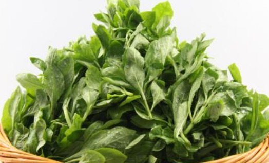 营养价值|这些野菜营养价值极高，小朋友最爱吃，增强免疫力，一年少生病！