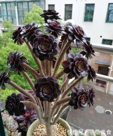 养多肉黑法师，掌握4个要点，叶片光泽长势好，养成群生手捧花