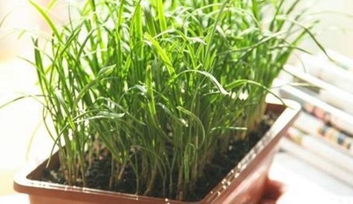 韭菜|非常适合种在花盆里！盆栽几盆，足足吃一年！