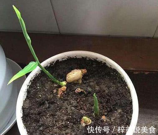 盆栽生姜，把“姜崽”丢盆里，8天出芽，1年后长出一桶“姜山”