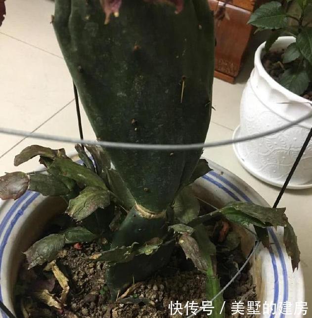 盆栽仙人掌,这样来养,叶片又宽又大,嫁接5层蟹爪兰太壮观啦