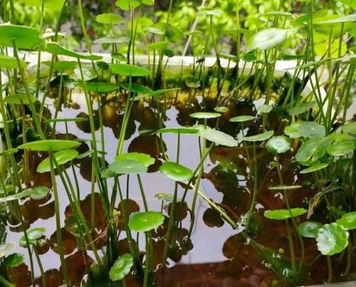 特好看特好养,又浇不死的花,你知道几种?