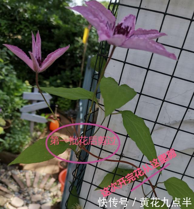 1种花现在剪,芽窜得更多,开出整面大花墙