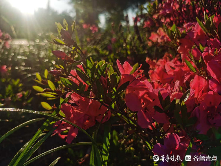 临沂这里遍地芬芳，快来与杜鹃花来一场“夏天之约”吧|花开齐鲁| 临沂