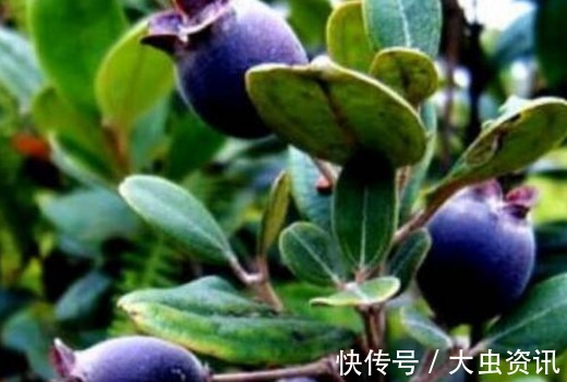 害虫|助阳补阴,明目壮肾的乌饭子,农民掌握种植要点,收获高产乌饭子