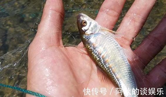 鲫鱼|它常误认成鲫鱼,只有黄辣丁二分之一大,却性情凶猛难捕获