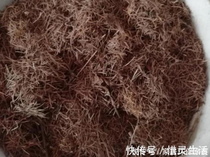 松树有2宝,松果壳、松针,带回家养花,效果比花肥强