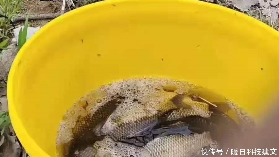 线组|后悔现在才察觉：鲫鱼上浮后，只需调整调整，比钓底还过瘾