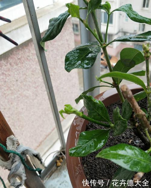 栀子花掉花苞，上盆后不发新叶，嫩叶出问题是怎么回事，怎么救