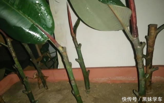 橡皮树打顶前，树皮割几刀，套个杯子，1月得到全新大苗！