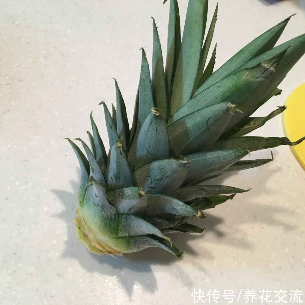 吃剩下的菠萝头别丢，水培生根后转土培，2年后可开花结果