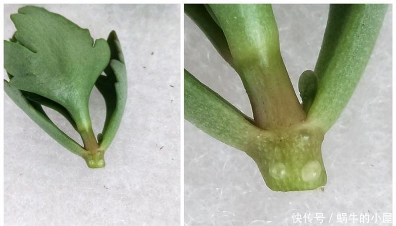 扦插长寿花?掌握4点,插一盆爆一盆,满阳台全是花