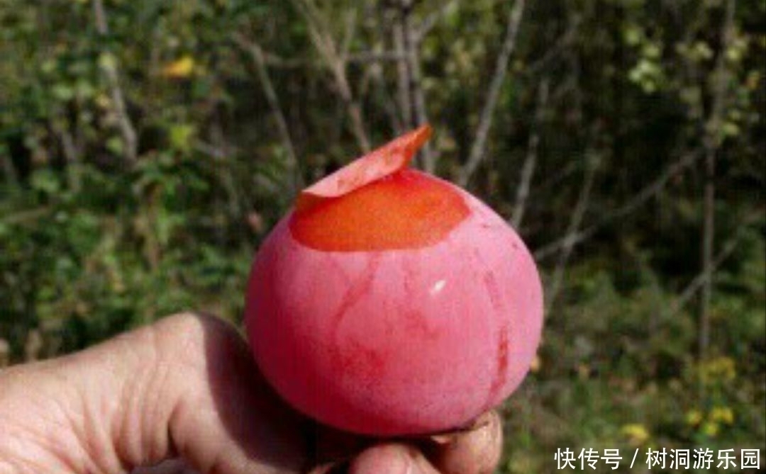 活血|女人最好的零食,不想老太快秋后多吃,补血活血,保持健康好气色