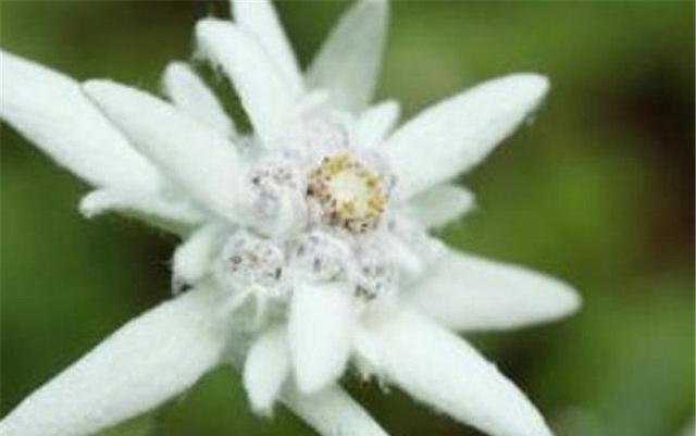 火绒草|农村山里的一种罕见野草,不仅可以吃,还能卖出60元一斤的高价