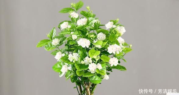 茉莉花都养不活快学3个“小技巧”,生长开花不间断,满屋飘香