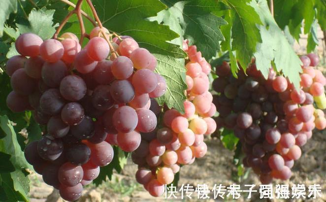 水果罐头|糖尿病人能吃啥、不能吃啥?专家列出的饮食清单,不妨存一下