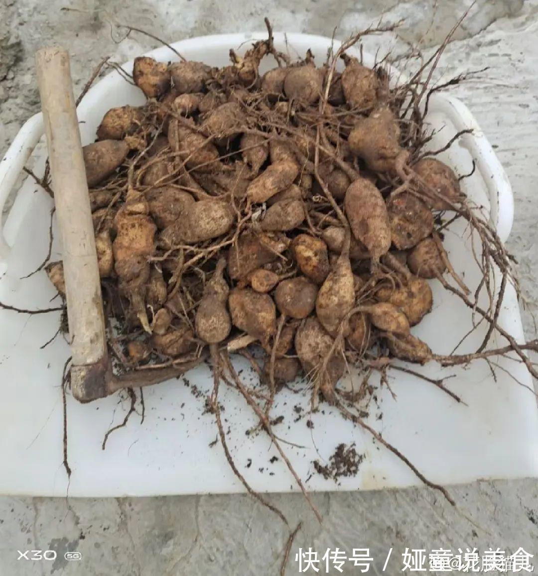 9种花是富贵命,必须大盆养,小盆养会憋死