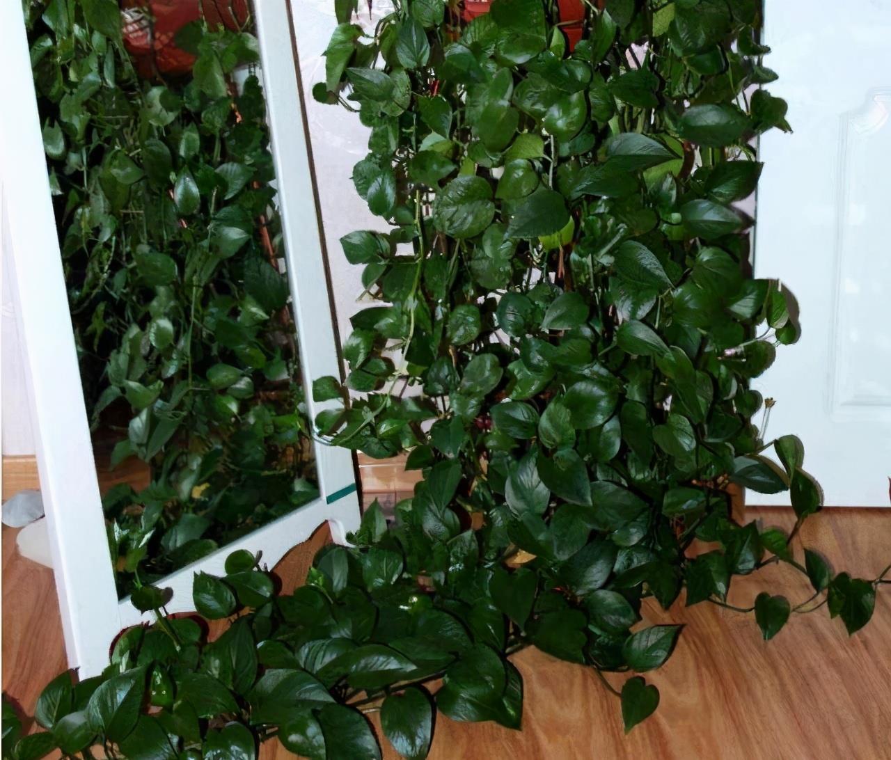 有“一些花”很好养活，给点水就能长，开花长叶很旺盛