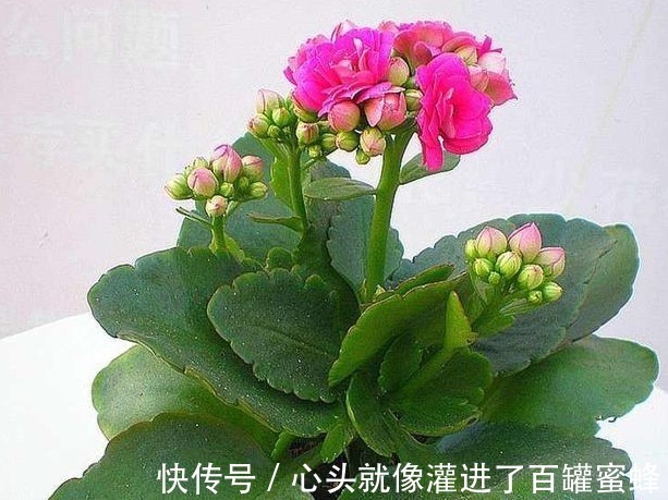 4种寓意好、颜值高的花卉，观赏价值高，懂花的人都会养