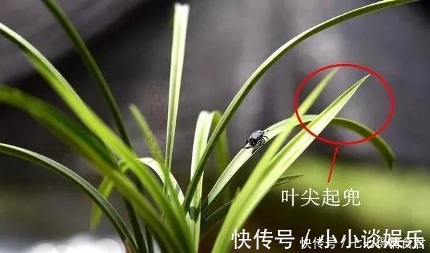 这种叶片的兰花，遇上了就不要错过，兰友运气来了