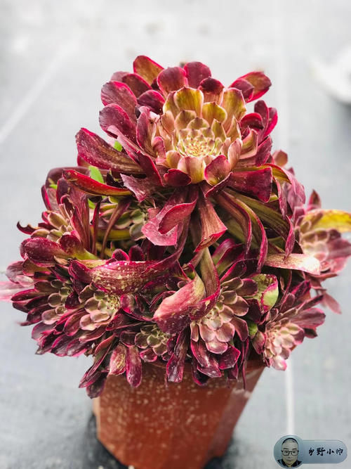 喜欢法师多肉老桩？小帅告诉你法师可以这样养。