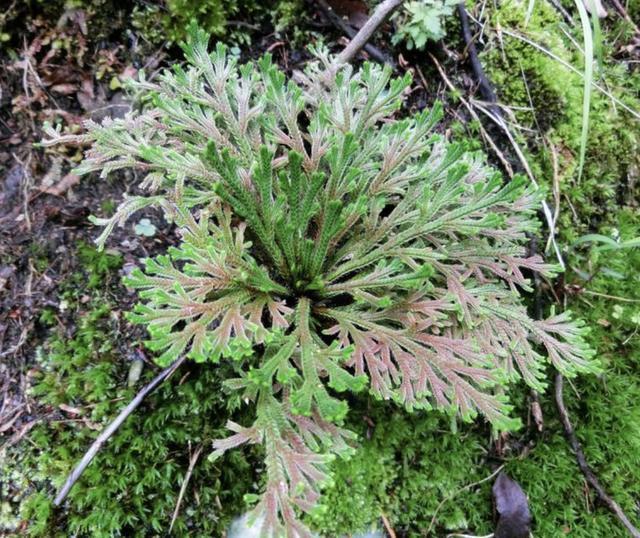 石缝里看到“它”,别去踩,挖2棵种花盆上,1年成“盆景”,美!