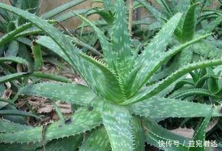 栀子花|家里养10种花,让身体越来越健康,省下大笔买药钱,想不长寿都难