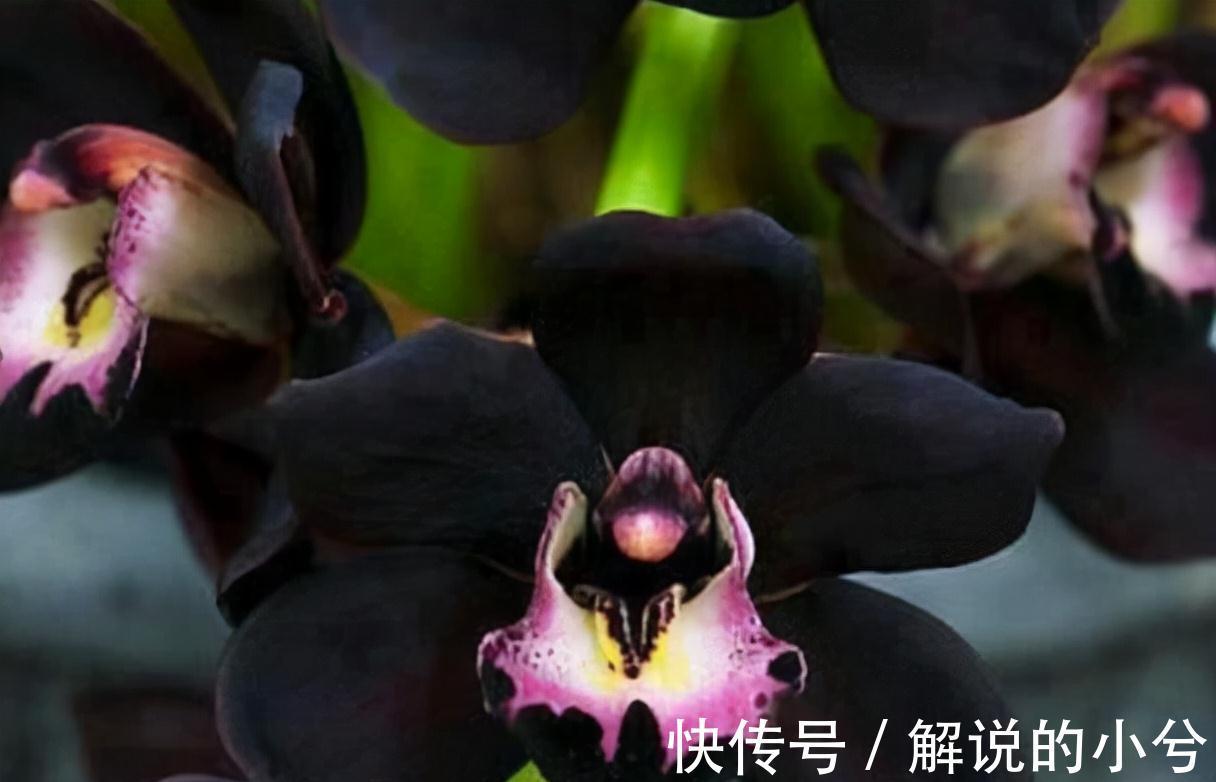 墨兰|老花匠都在养的兰花,花色神秘,意境高雅,兰香浓郁,值得拥有