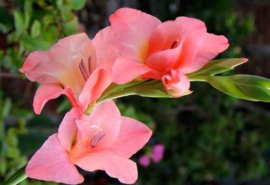 养花|“菊中精品”情人菊,似娇艳情人,优美柔雅,实属养花必备