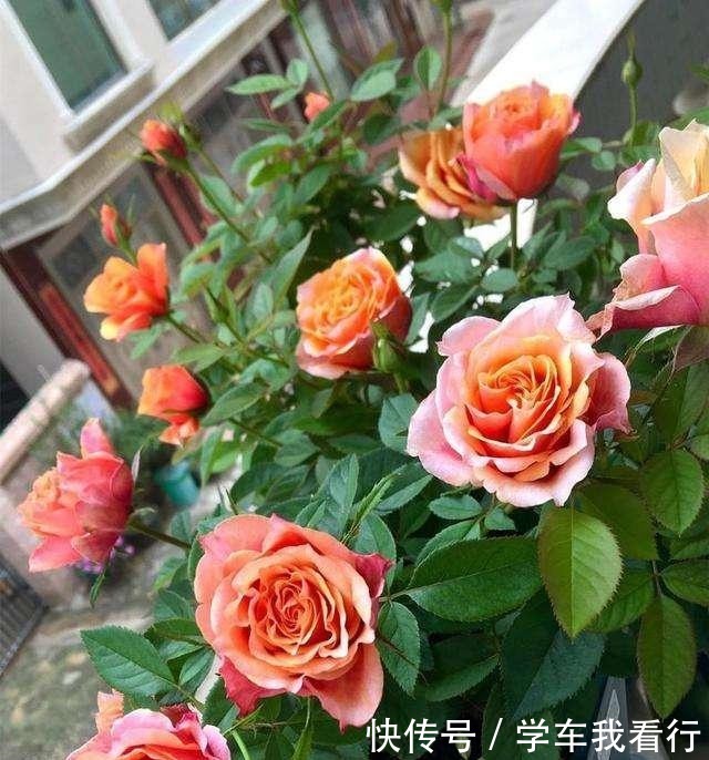 夏天养月季,黄叶又落叶多菌灵不管用,3招杜绝月季“黑斑病”!