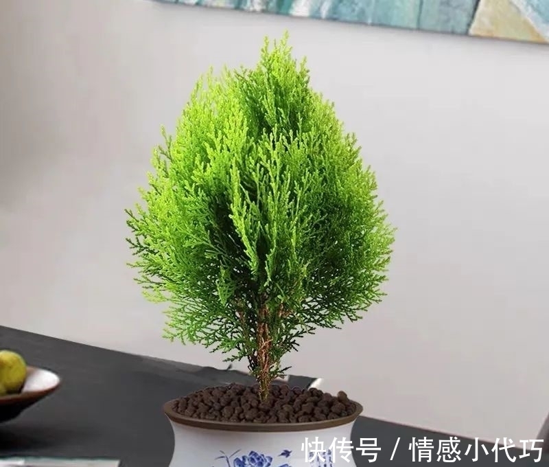 罗汉松|推荐八种镇宅辟邪的植物,家里养一盆,护宅守家保平安
