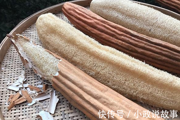 丝瓜瓢|不少人拿丝瓜当洗碗布，却没几个人知道它居然是个“宝”