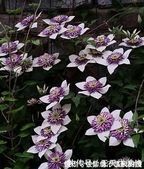 阳台庭院养上三种花，风景美如画，天天置身于花海里